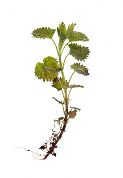 Nettle root - a component of the formula TestoUltra