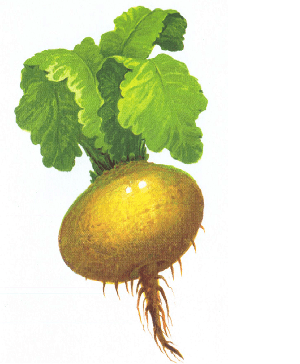 radish to increase the potential