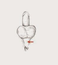 potential muscles and their tension to increase potential