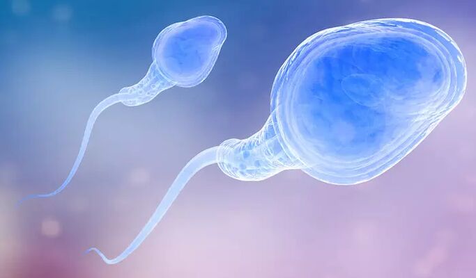 Spermatozoa may be present in male pre-ejaculation